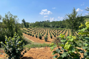 Az agr Virano Maurizio - Produzione nocciola tonda gentile trilobata nel Roero