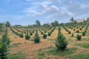 Az agr Virano Maurizio - Produzione nocciola tonda gentile trilobata nel Roero