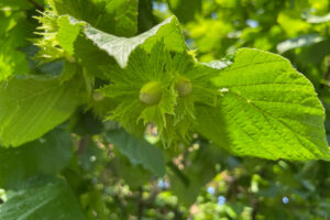 Az agr Virano Maurizio - Produzione nocciola tonda gentile trilobata nel Roero