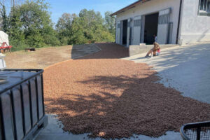 Az agr Virano Maurizio - Produzione nocciola Piemonte IGP