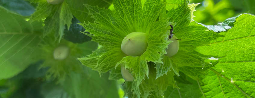 Azienda agricola Virano Maurizio - Nocciola tonda gentile trilobata del Roero